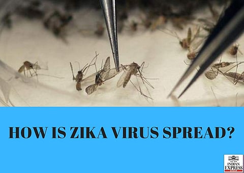 HOW IS ZIKA VIRUS SPREAD? Zika is spread by the bite mosquitoes belonging to the Aedes species. 'Aedes Aegypti' is likely to bite people during day time as well as at night.