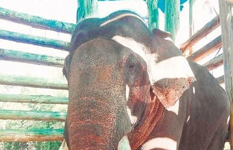 Rivaldo maintained at a kraal in Vazhaithottam in Nilgiris | Express