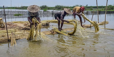 Farmers extract jute fibres from decomposed jute plants, in Nadia, Sunday. (Photo | PTI)