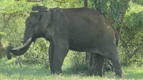 Image of wild elephant used for representational purpose. 