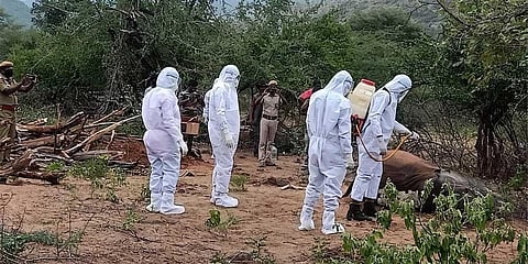 Forest department staff and veterinarian spraying disinfectant over the carcass of four year old male elephant that died due to anthrax at Mangalapatti near Thengumaradha in Nilgiris district.