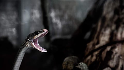 Snakebite declared ‘notifiable disease’, Centre to meet WHO target to reduce global deaths by 2030