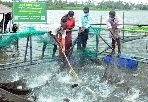 Pearl spot farmed by Puzhayoram self-help group in Maradu-Nettoor backwaters under the cage farming scheme offered by CMFRI being harvested on Thursday. (Photo | EPS)