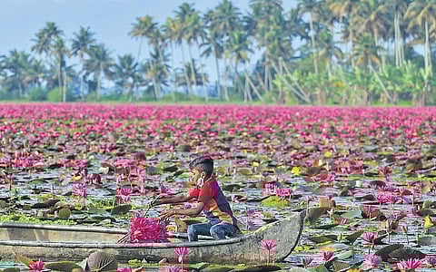 A child collects water lilies from Thiruvaykkari paddy polders near Kottayam;  Vishnu Prathap