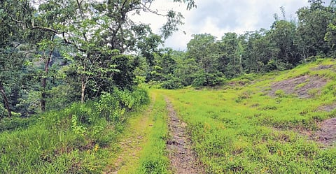The abandoned Pooyamkutty-Pindimedu stretch of Old Aluva-Munnar Road. KSEB took over the road in 1990s for Pooyamkutty hydel project. (Photo| Albin Mathew, EPS)