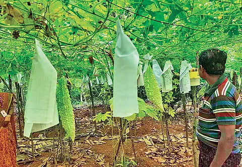Rajashekaran Pillai’s farm in Alappuzha where the AP model was adopted