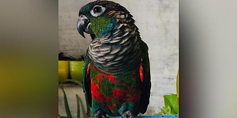 The crimson-bellied conure that was reunited with its owner (Photo | Special arrangement)