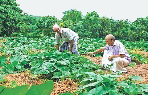 Mohan Mathai and Abraham Baby in their vegetable farm at Mattakuzhi. (Photo | Express)