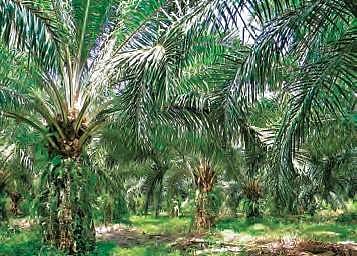 Oil Palms