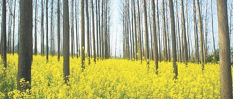 Punjab has topped three states — the others are Gujarat and Karnataka — who implemented the scheme.