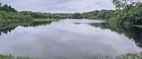 The very places that still bear the last of our mangroves are those under severe threat of environmental degradation.