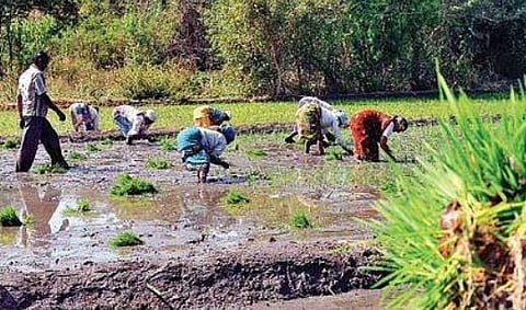 It is first time since the 90s that Karnataka has seen sowing operations in over 70 lakh hectares | UDAYSHANKAR S