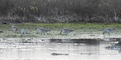 Great Knot, an endangered migratory bird wading in the rainwaters at Kodiyakarai. (Photo| EPS)