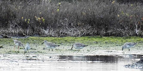 Great Knot, an endangered migratory bird wading in the rainwaters at Kodiyakarai.