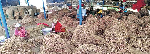 Small onions harvested at Nattarmangalam in Perambalur district | Express