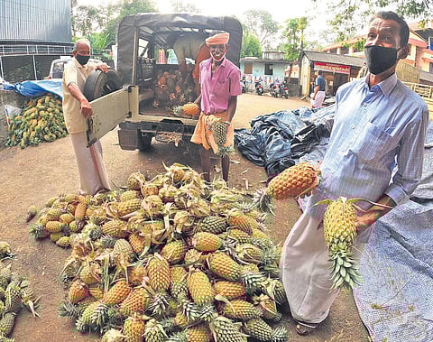 Low base price: Middlemen eat into pineapple farmers’ income