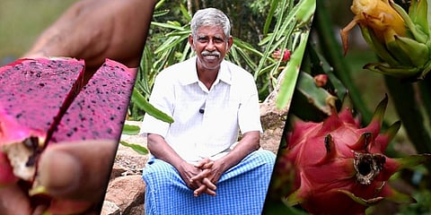 Joseph KS owns an orchard of dragon fruits in Pathanamthitta district's Athikkayam. (Graphic | Express)