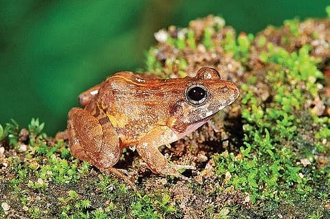 Minervarya Pentali