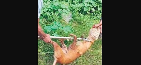 Bhubaneswar: Stray dog with its head stuck in plastic bottle for 10 days finally freed
