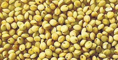 The best of  browntop