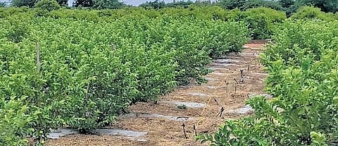 The guava plantation of N Pavan Kumar and his wife Revathi (inset) in Dakkili of Nellore district | EXPRESS
