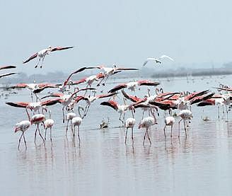 Chilika’s ecology hangs in balance as finance panel funds dry up 