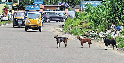 Stray dogs standing on the Stadium Link Road in Kochi | Albin Mathew