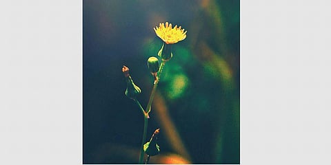 Repetition is the mark of exhilarated adulation.