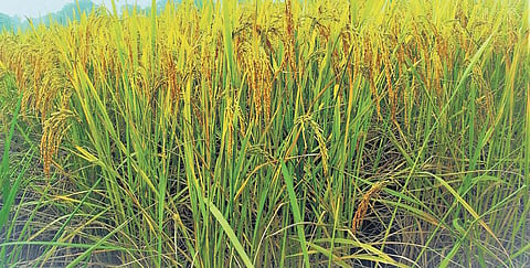 NRRI develops nine high yielding paddy varieties for Odisha farmers 