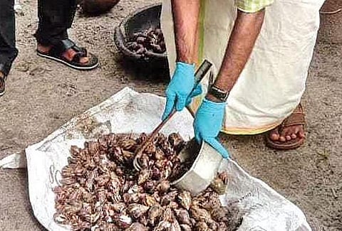 Muhamma panchayat member Latheesh B Chandran collecting Giant African Snails from a house in Muhamma 