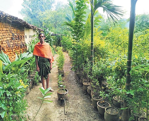 Patayat Sahu in his medicinal garden at Nandol village in Kalahandi. (Photo | EPS)