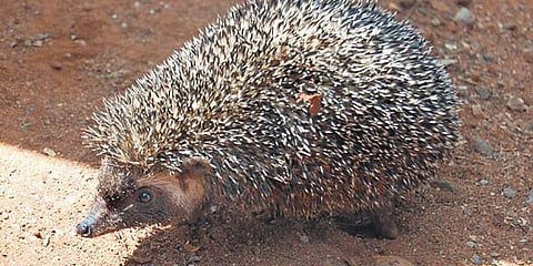 Madras Hedgehog