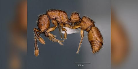 Parasyscia ganeshaiahi