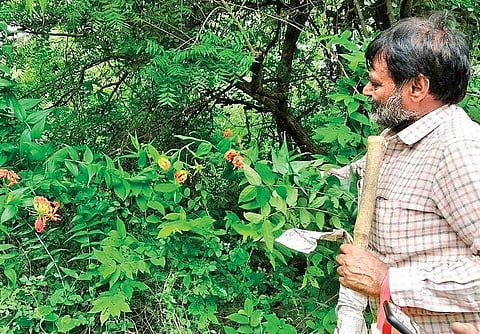 Dusharla Satyanarayana who has dedicated his life to raising a forest that is home to some of the most exotic plants and animal species one can find. 