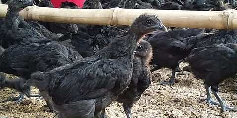The Kadaknath chicken is native to Madhya Pradesh and has a GI tag and highly nutritious meat. (Photo | Express)
