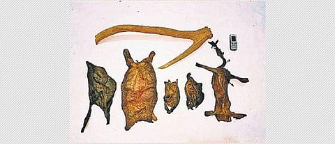 The seized wildlife items. (Photo | Express)