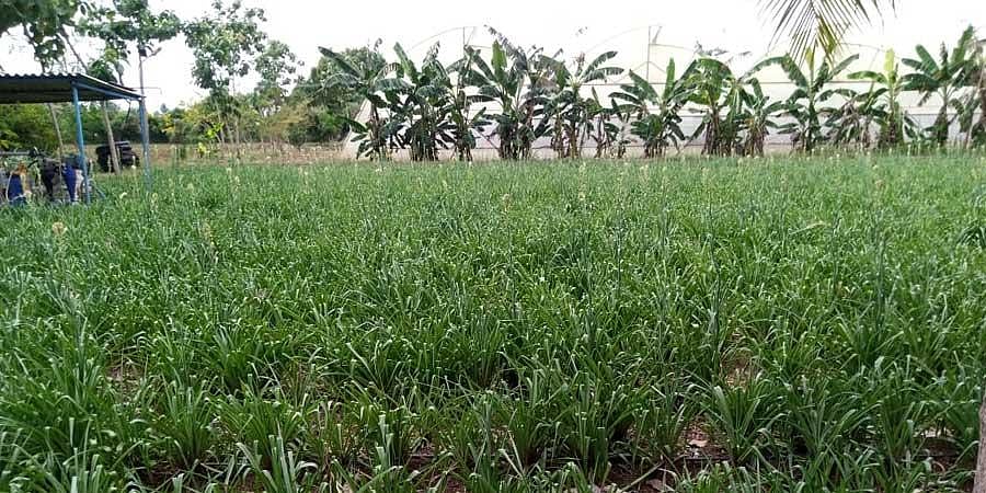 Two Andhra women farmers on Europe study tour