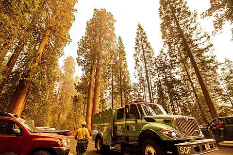 A fire engine drives past sequoia trees in Lost Grove as the KNP Complex Fire burns about 15 miles away on Friday. (Photo | AP)