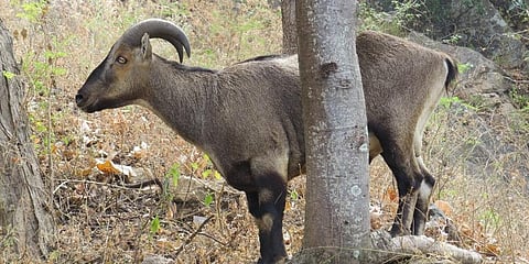 State Animal of Tamil Nadu 'The Nilgiri tahr' (Photo | Special Arrangement)