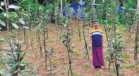 Biju Kunjumon at his farm, where he nurtures up to 400 apple trees that are now flowering