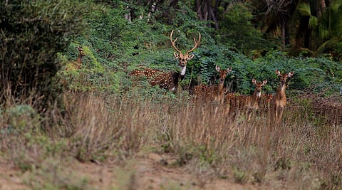Gurusamy has helped triple the numbers of deer. (Photo | EPS)