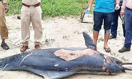Cow dolphin washes ashore near Karwar