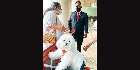 The pet Maltese dog of a Mumbai woman who booked full business class seats on an Air India AI-671 to fly to Chennai. (Photo | ANI)