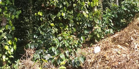 Farmers atop Kolli Hills say they no longer have the motivation to continue with coffee cultivation. (Photo | EPS)