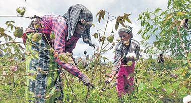 Women farmers harvest cotton at a farm near Dammanakatte village, H D Kote taluk, in Mysuru district | udayshankar s