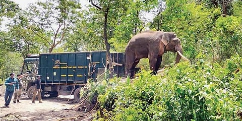 Rivaldo steps into the wild after spending three months in kraal (File photo) | express