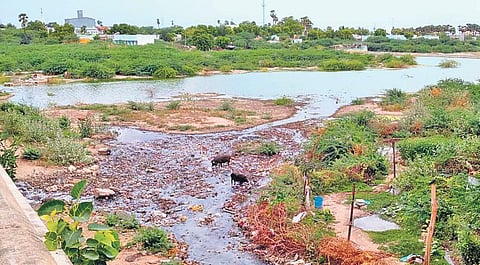 Will Vaippar river’s glory days return?