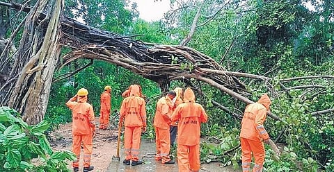 An uprooted tree being removed in Malkangiri