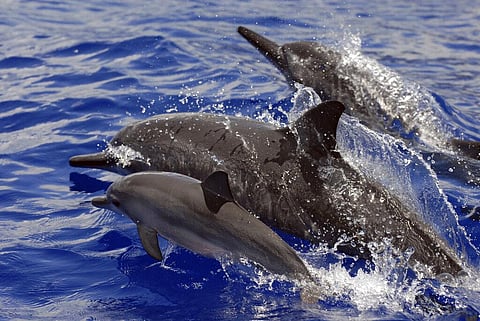 In this undated file photo provided by NOAA Fisheries, spinner dolphins swim in Hawaii. (Photo | AP)