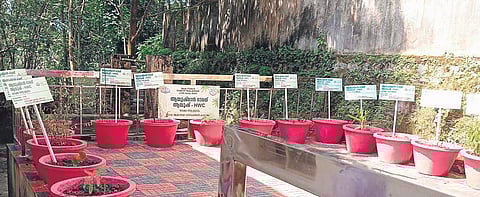 Medicinal garden set up at the Ayush Health and Wellness Centre at Kattakada